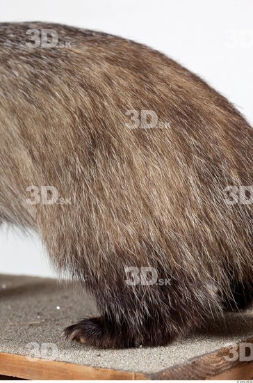 Leg Badger