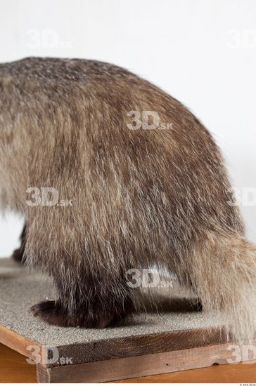 Leg Badger