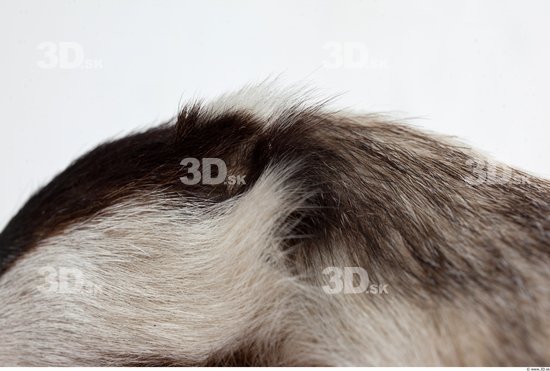 Head Badger