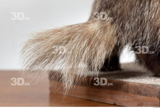 Tail Badger