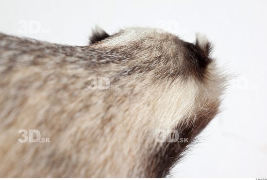 Whole Body Badger