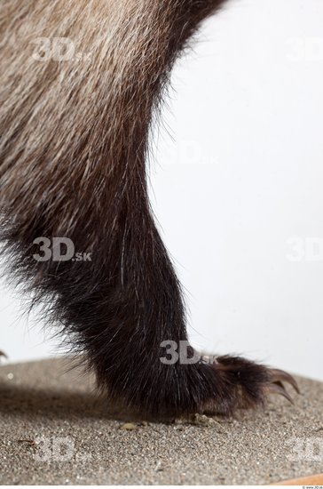 Leg Badger