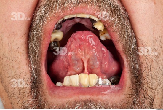 Tongue Average Bearded Studio photo references