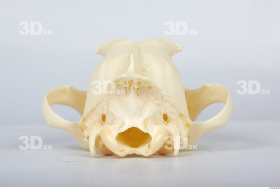 Head Skeleton Dog