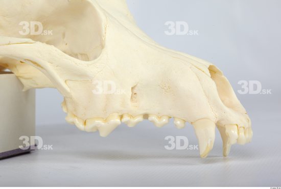 Head Skeleton Dog