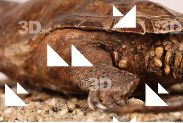 Turtle 0097