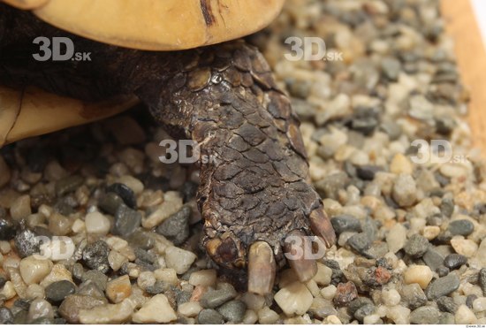 Turtles Animal photo references