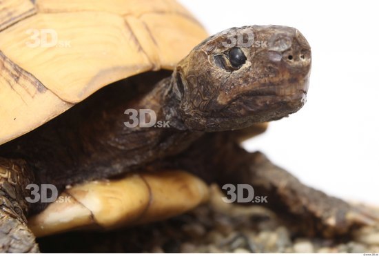 Turtles Animal photo references