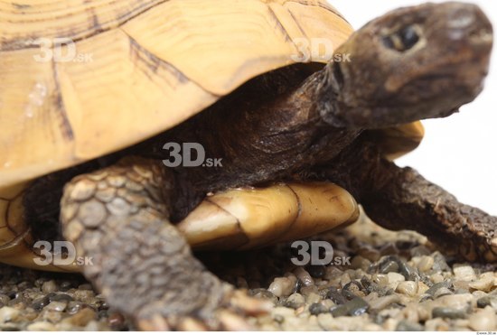 Turtles Animal photo references