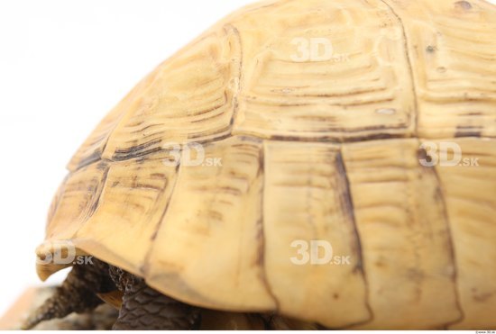 Turtles Animal photo references