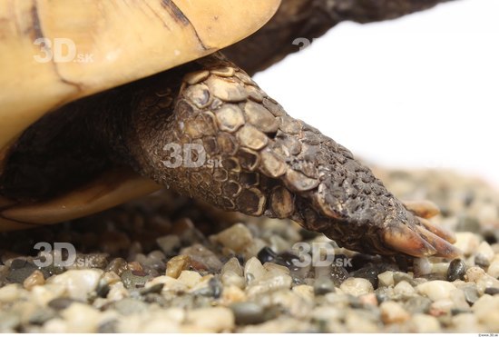 Turtles Animal photo references