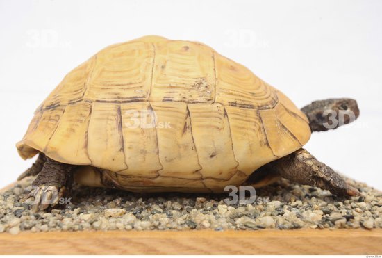 Turtles Animal photo references