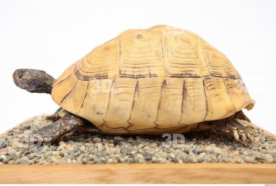 Turtles Animal photo references