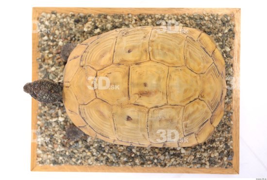 Turtles Animal photo references