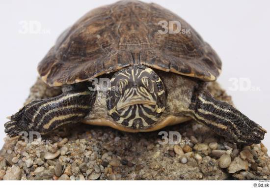 Turtles Animal photo references