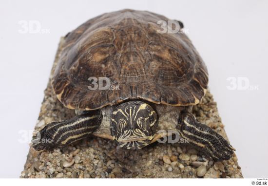 Turtles Animal photo references