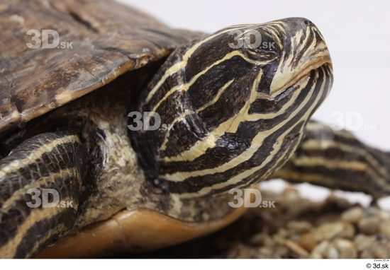 Turtles Animal photo references