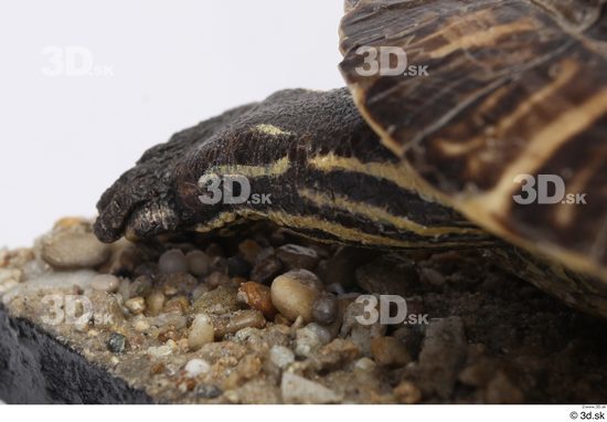Turtles Animal photo references