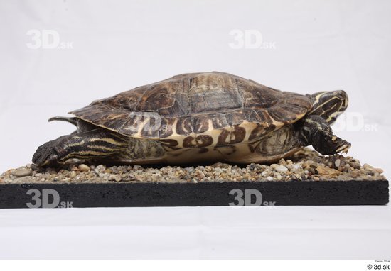 Turtles Animal photo references