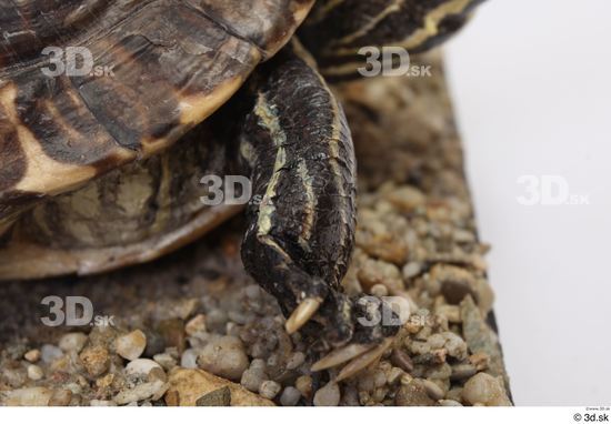 Turtles Animal photo references