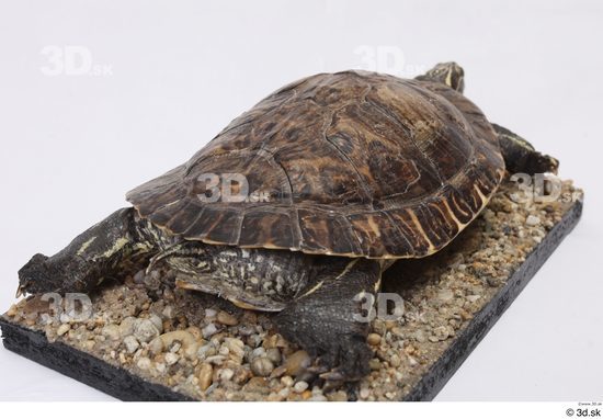 Turtles Animal photo references