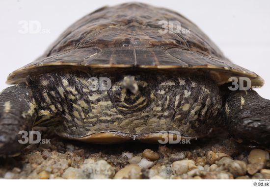 Turtles Animal photo references