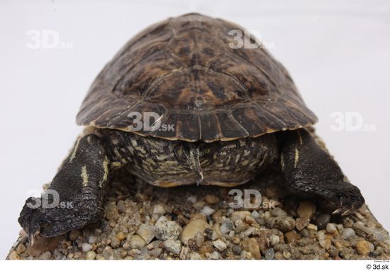 Turtles Animal photo references