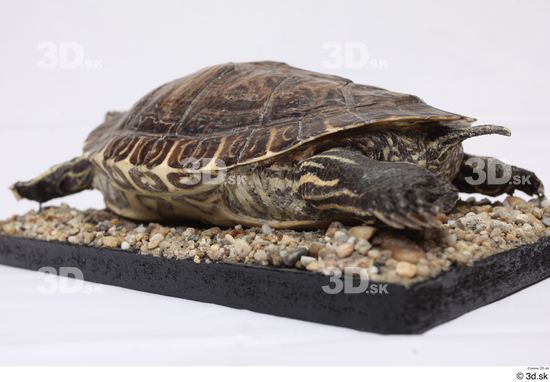 Turtles Animal photo references