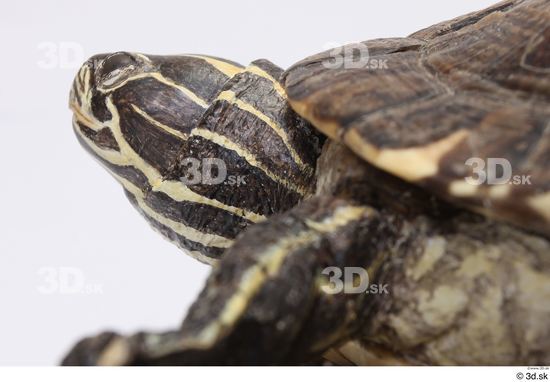 Turtles Animal photo references