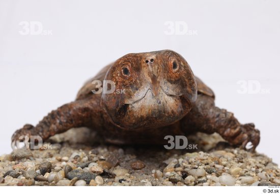 Turtles Animal photo references