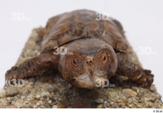 Turtles Animal photo references