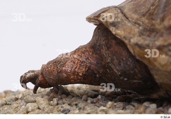 Turtles Animal photo references