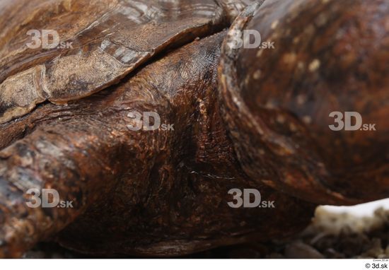 Turtles Animal photo references