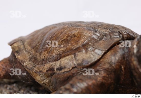 Turtles Animal photo references