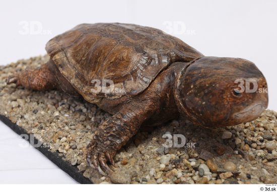 Turtles Animal photo references