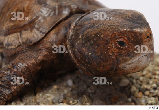 Turtles Animal photo references