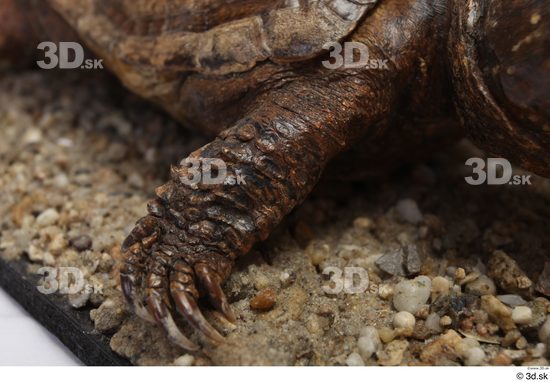 Turtles Animal photo references