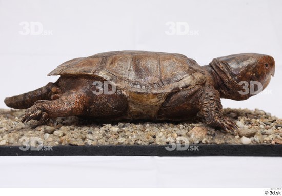 Turtles Animal photo references