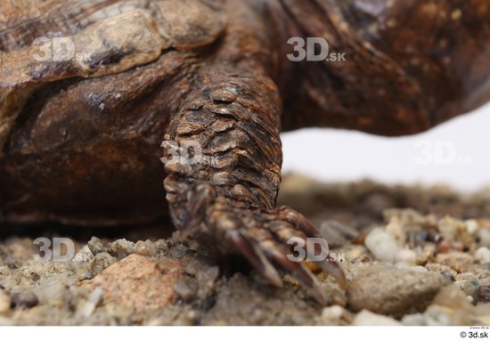 Turtles Animal photo references