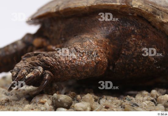 Turtles Animal photo references