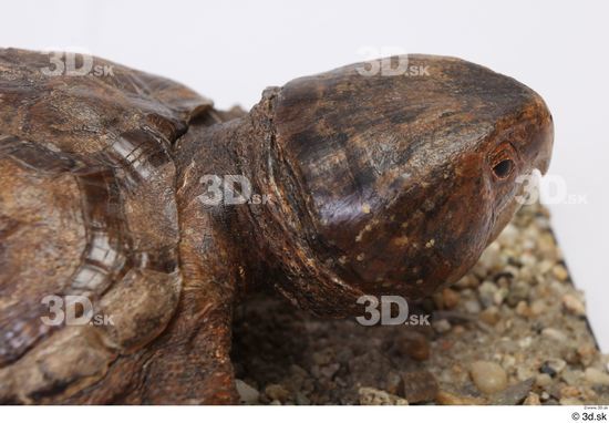 Turtles Animal photo references