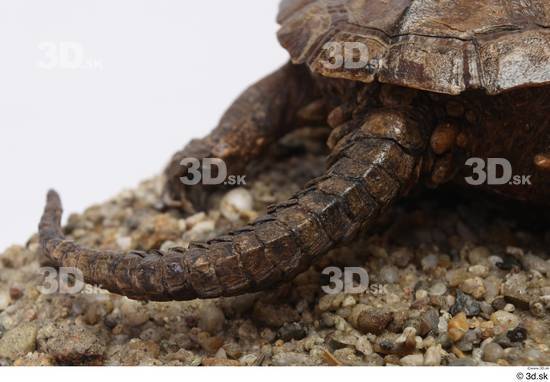 Turtles Animal photo references