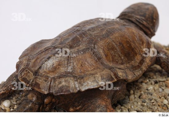 Turtles Animal photo references