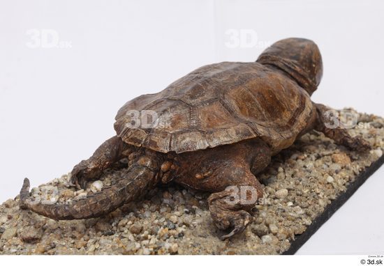 Turtles Animal photo references