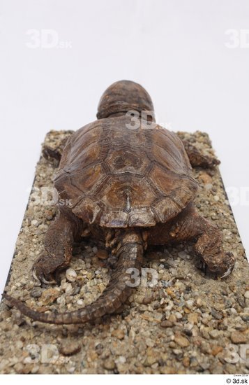 Turtles Animal photo references