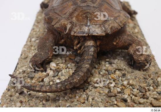 Turtles Animal photo references