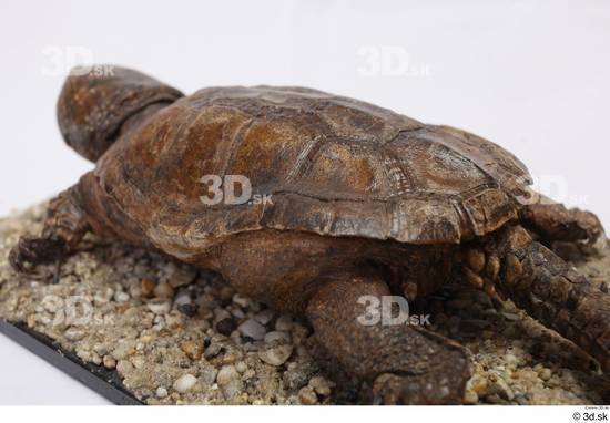 Turtles Animal photo references