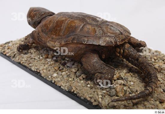 Turtles Animal photo references