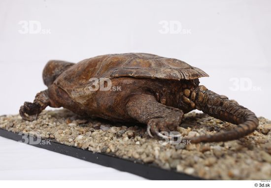 Turtles Animal photo references