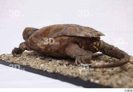 Turtles Animal photo references